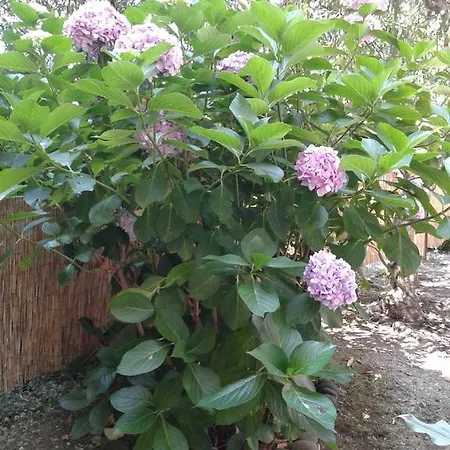 Il Leudo דירה לבנטו