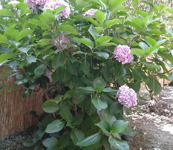 Il Leudo 아파트 레반토